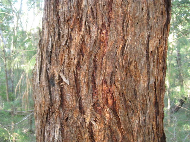 Eucalyptus microcorys bark_001.JPG